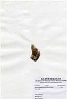 藏品(藍子藻)的圖片